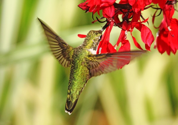 Golden Green Garden Jewel by Deb Oppermann